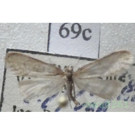 Dahlica nickerlii (Heinemann, 1870) Czech69c